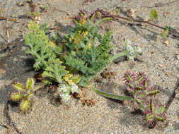 Daucus pumilus (L.) Hoffm. & Link resmi