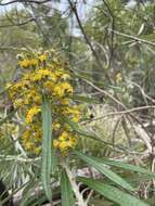 Image of Bedfordia salicina (Labill.) DC.