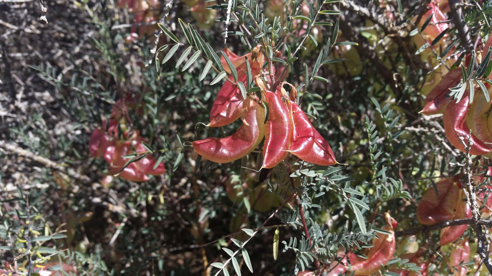 Image of Lessertia frutescens subsp. microphylla