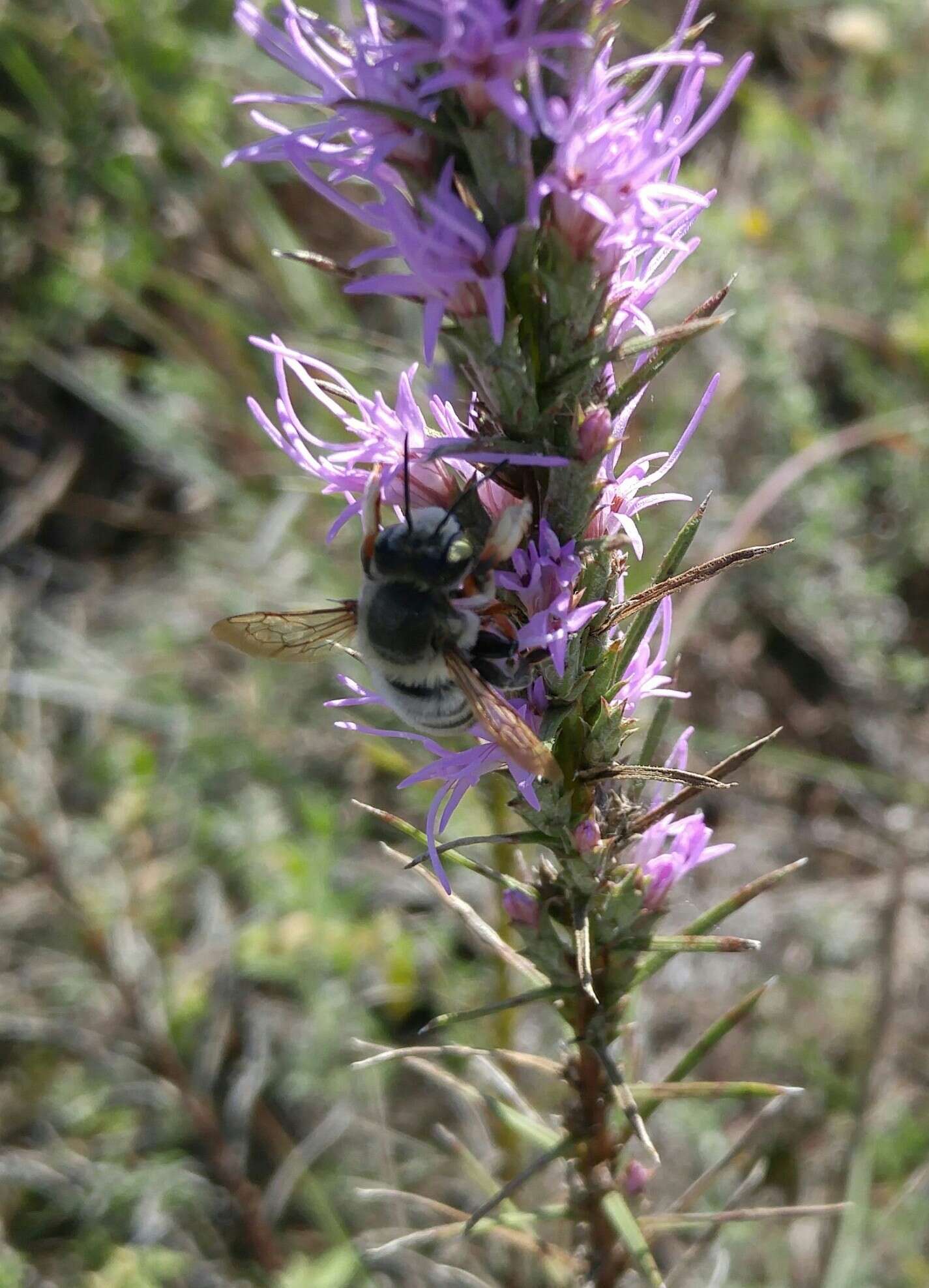 Plancia ëd Megachile texensis Mitchell 1956