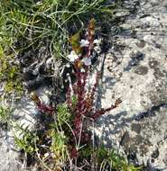 Image de Euphrasia pectinata subsp. pectinata