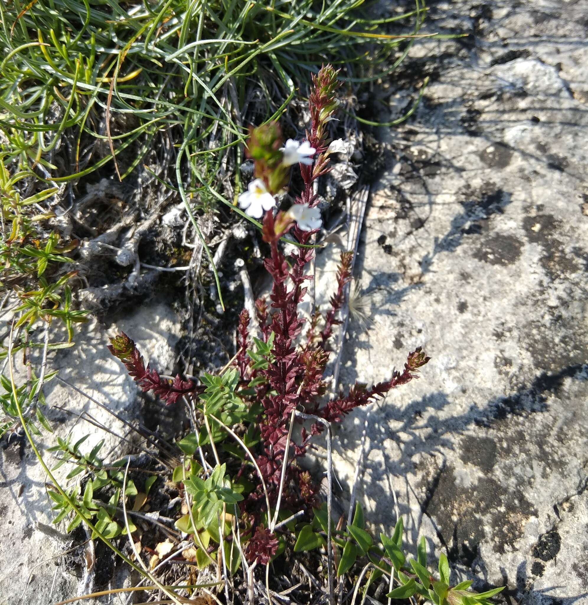 Sivun Euphrasia pectinata subsp. pectinata kuva