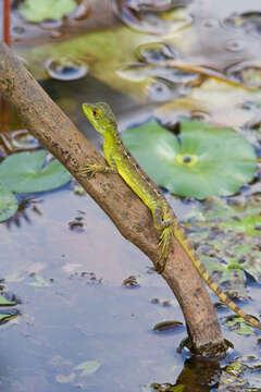 Image of Green Basilisk