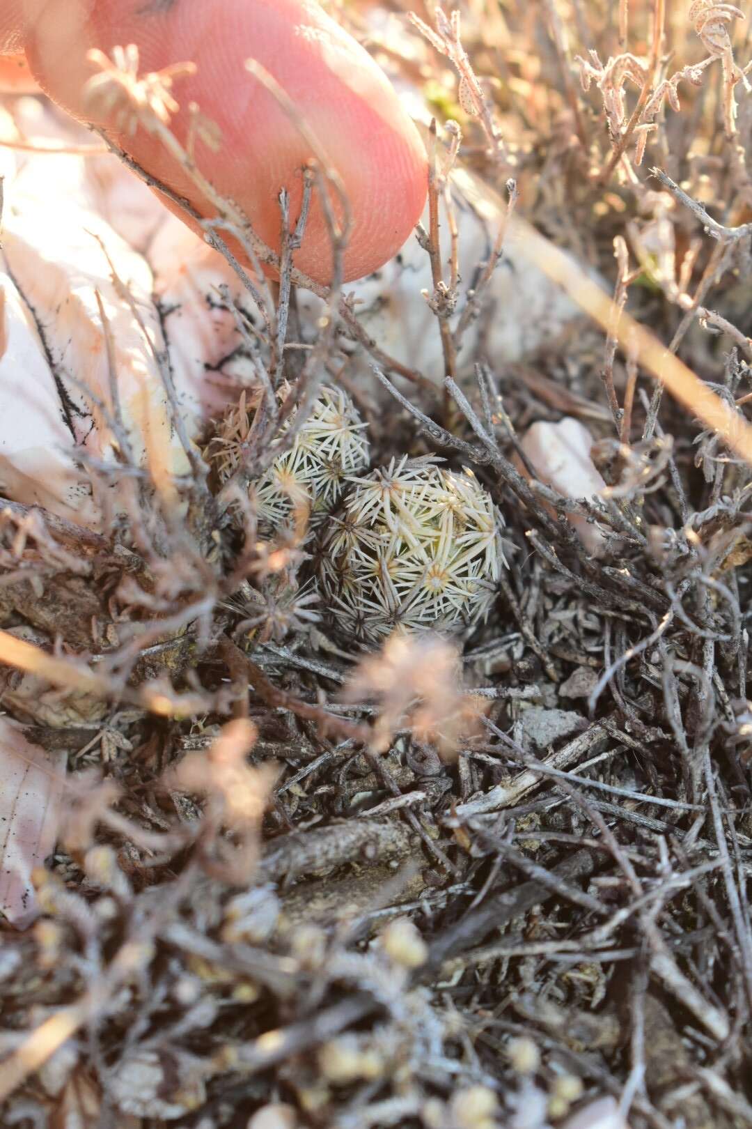 Image of Birdfoot Cactus