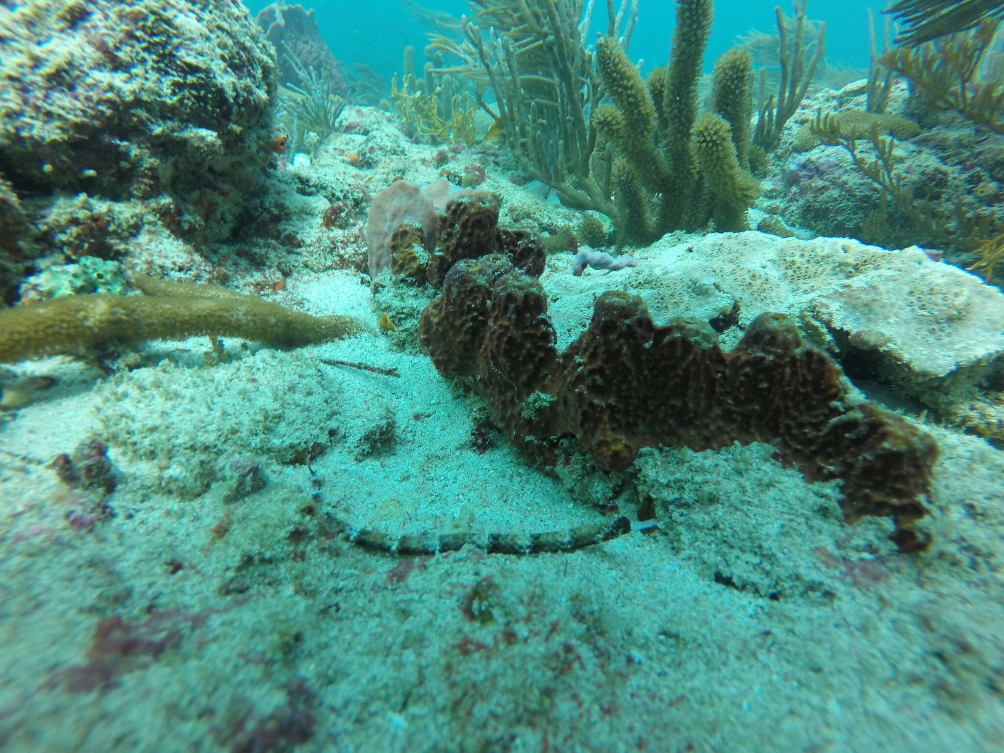 Image of White-nose Pipefish