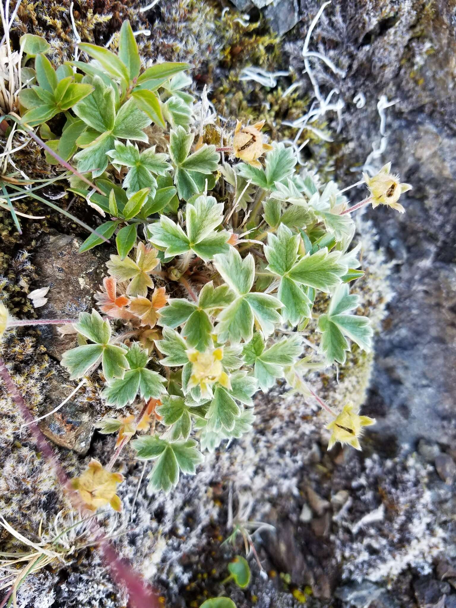 Слика од Potentilla villosula B. A. Jurtzev