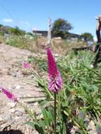 Imagem de Celosia spicata (Thou.) Spreng.