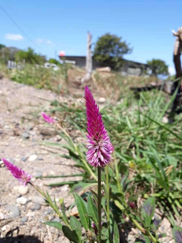 Imagem de Celosia spicata (Thou.) Spreng.