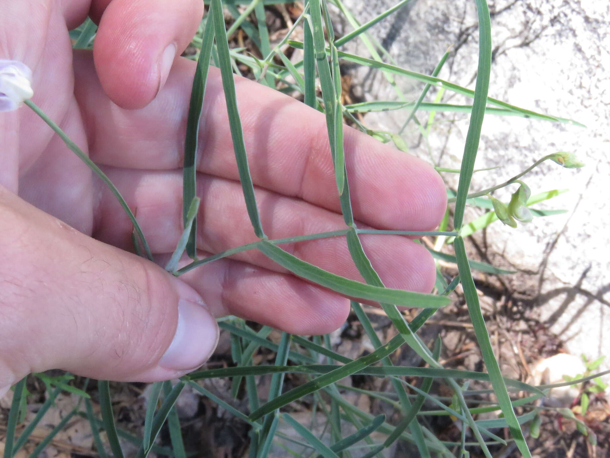 Image of Common Sweet Pea