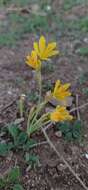 Image of Narcissus cavanillesii Barra & G. López