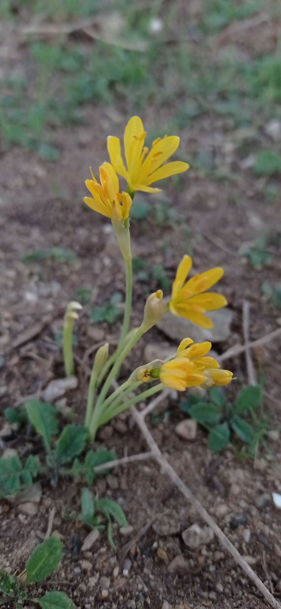 Image of Narcissus cavanillesii Barra & G. López