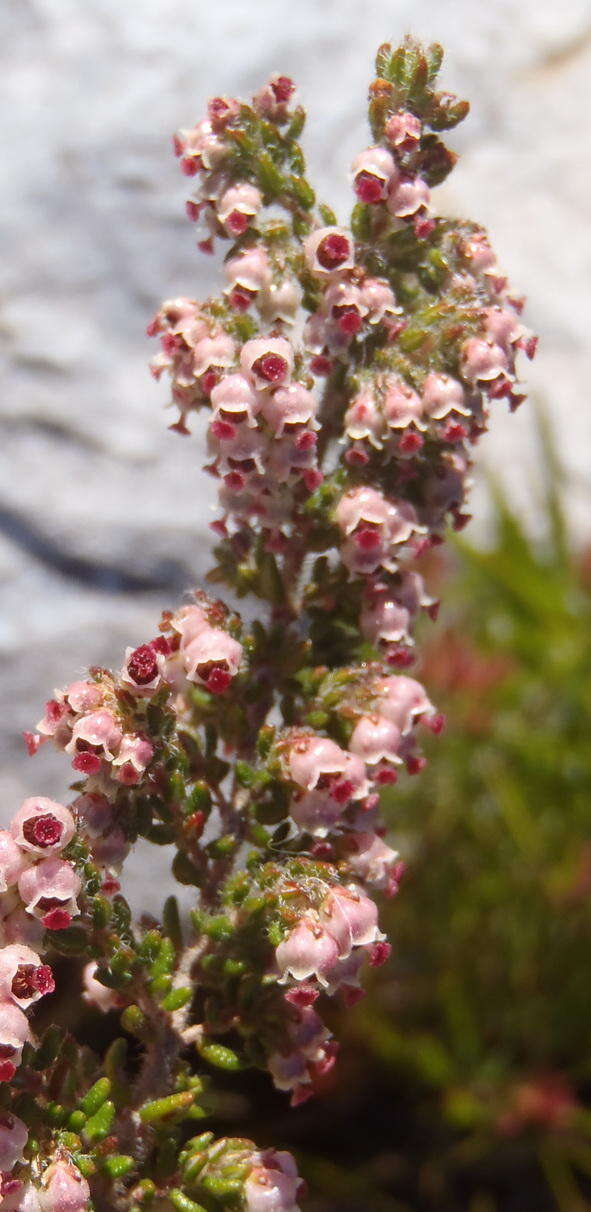 Image of Erica cordata var. cordata