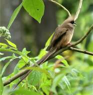 Colius striatus rhodesiae Grant, Chb & Mackworth-Praed 1938 resmi