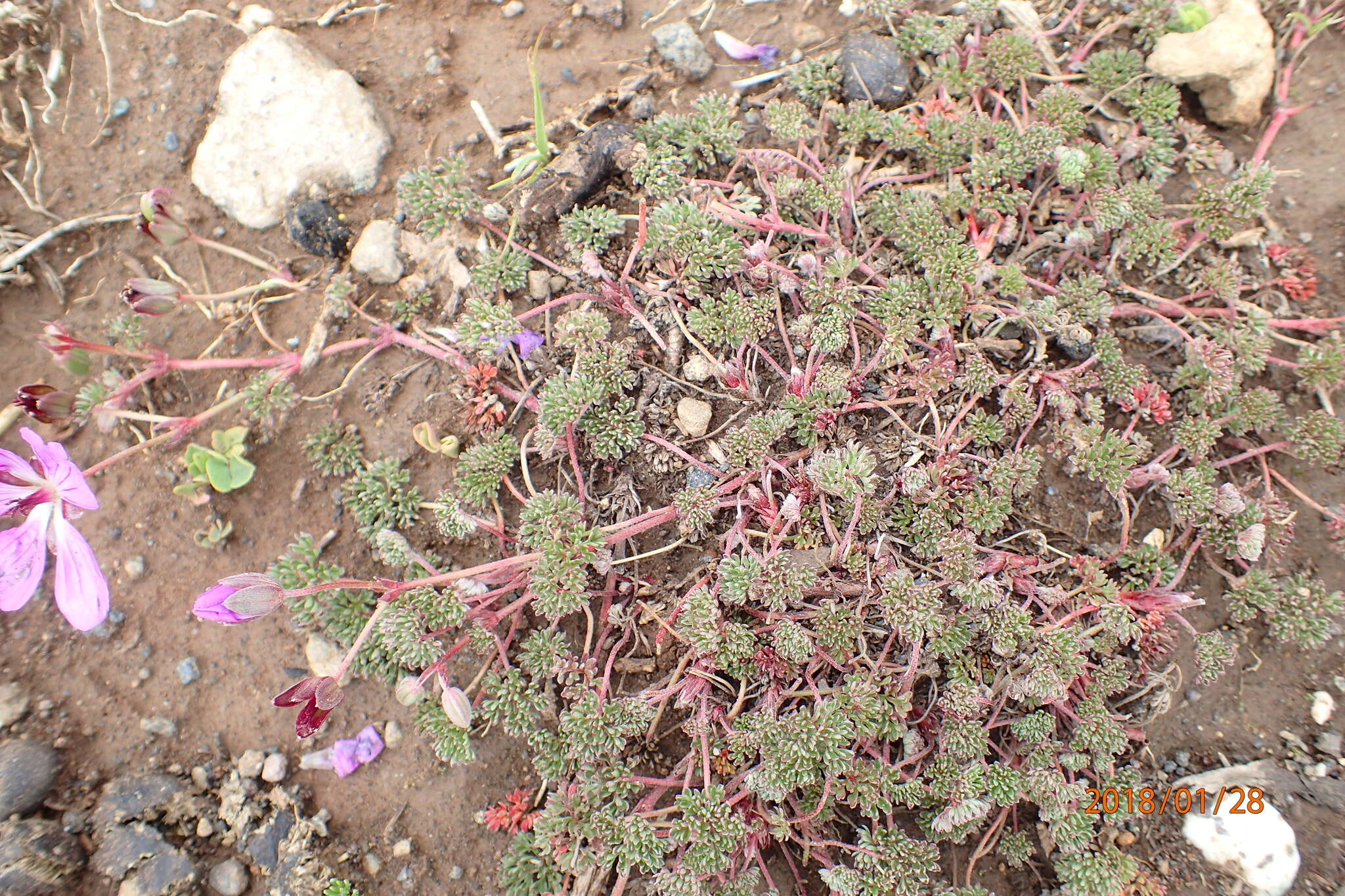 Image of Geranium multisectum N. E. Br.