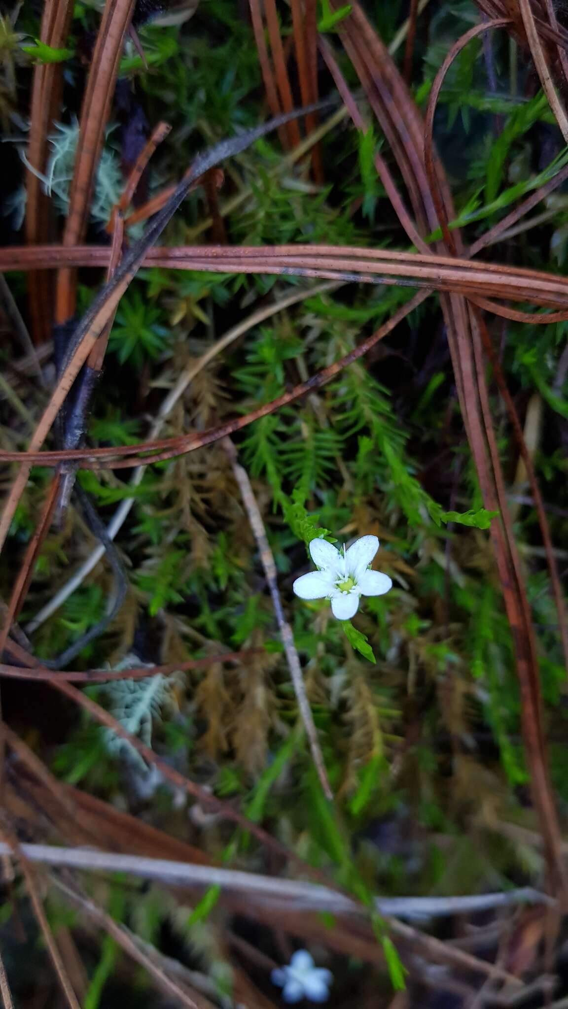 Image of Arenaria lycopodioides Willd. ex Schltdl.