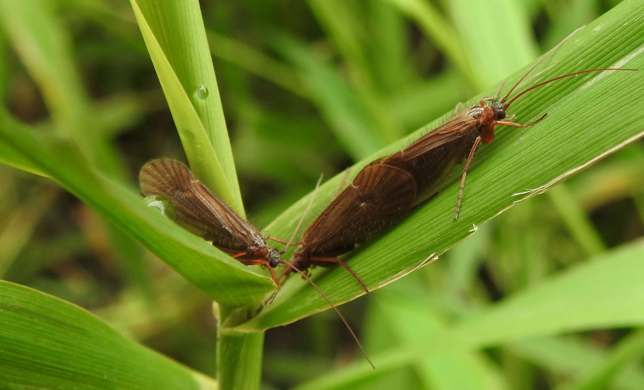 صورة Chaetopteryx villosa (Fabricius 1798)