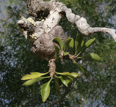 Imagem de Myrmecodia beccarii Hook. fil.