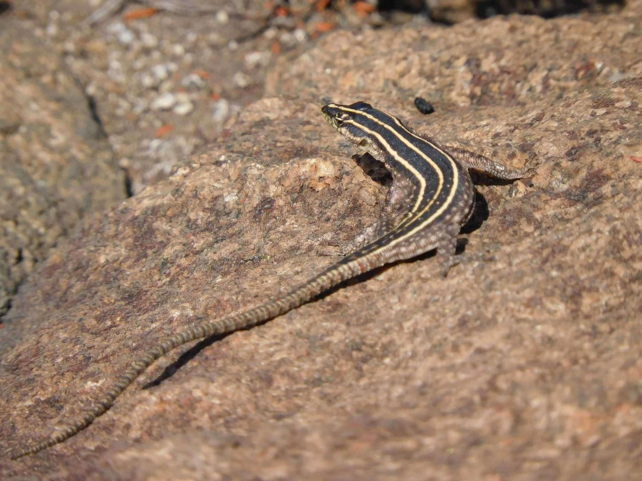 Image of Sekukhune Flat Lizard