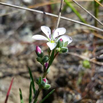 Image of Marin dwarf-flax