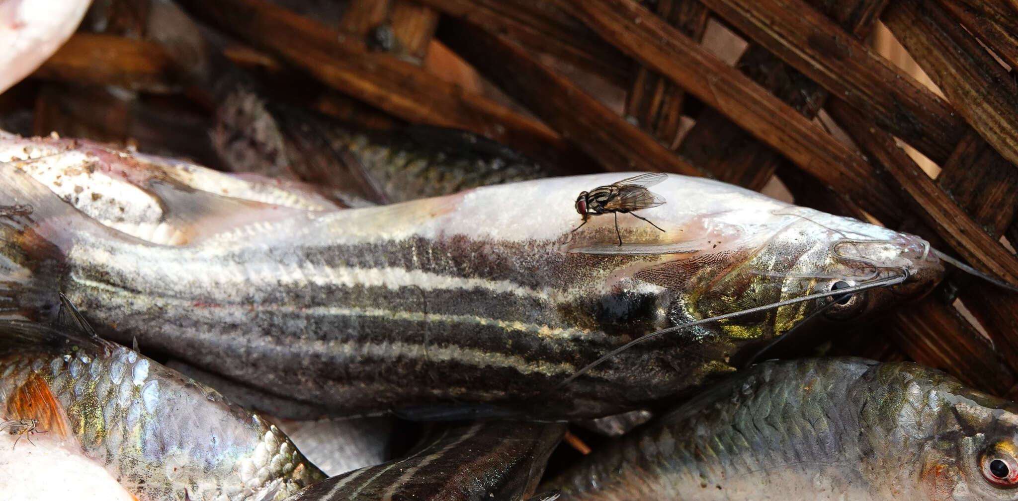 Image of Stripped dwarf catfish