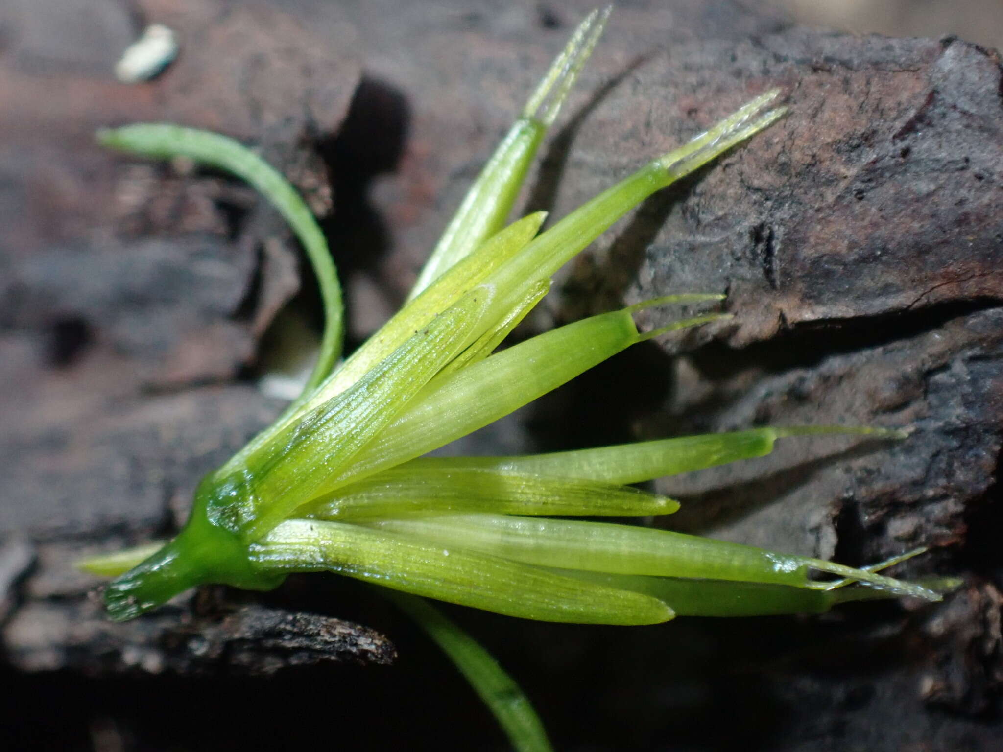 Image of Lemmon's beggarticks