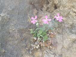 Слика од Petrocoptis grandiflora Rothm.