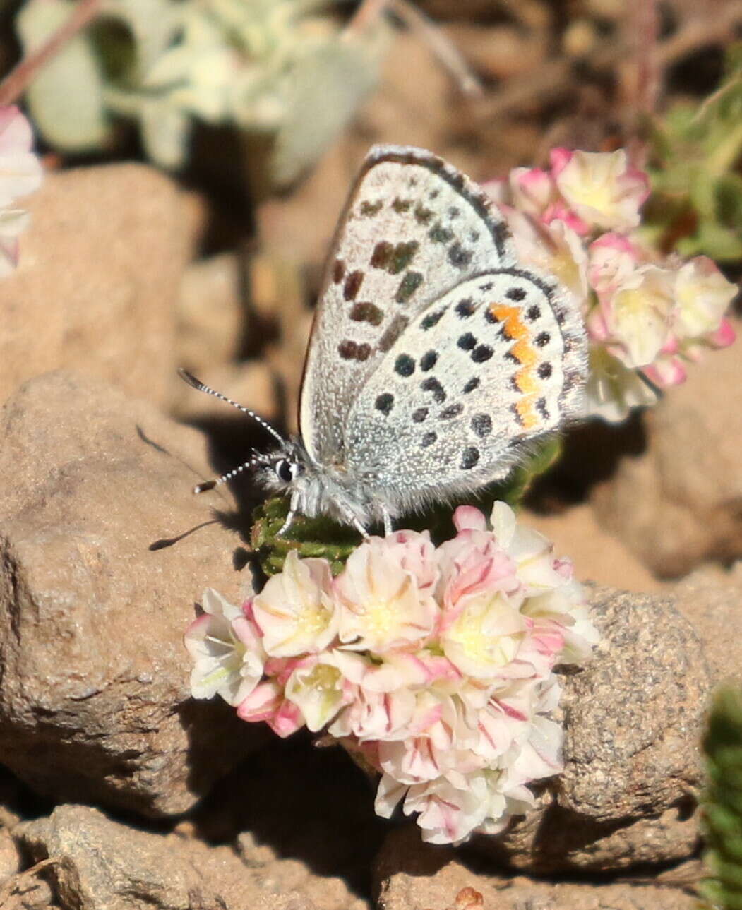 Image of <i>Euphilotes baueri</i>