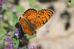 Image de Melitaea arduinna kocaki Wagener & Gross 1976