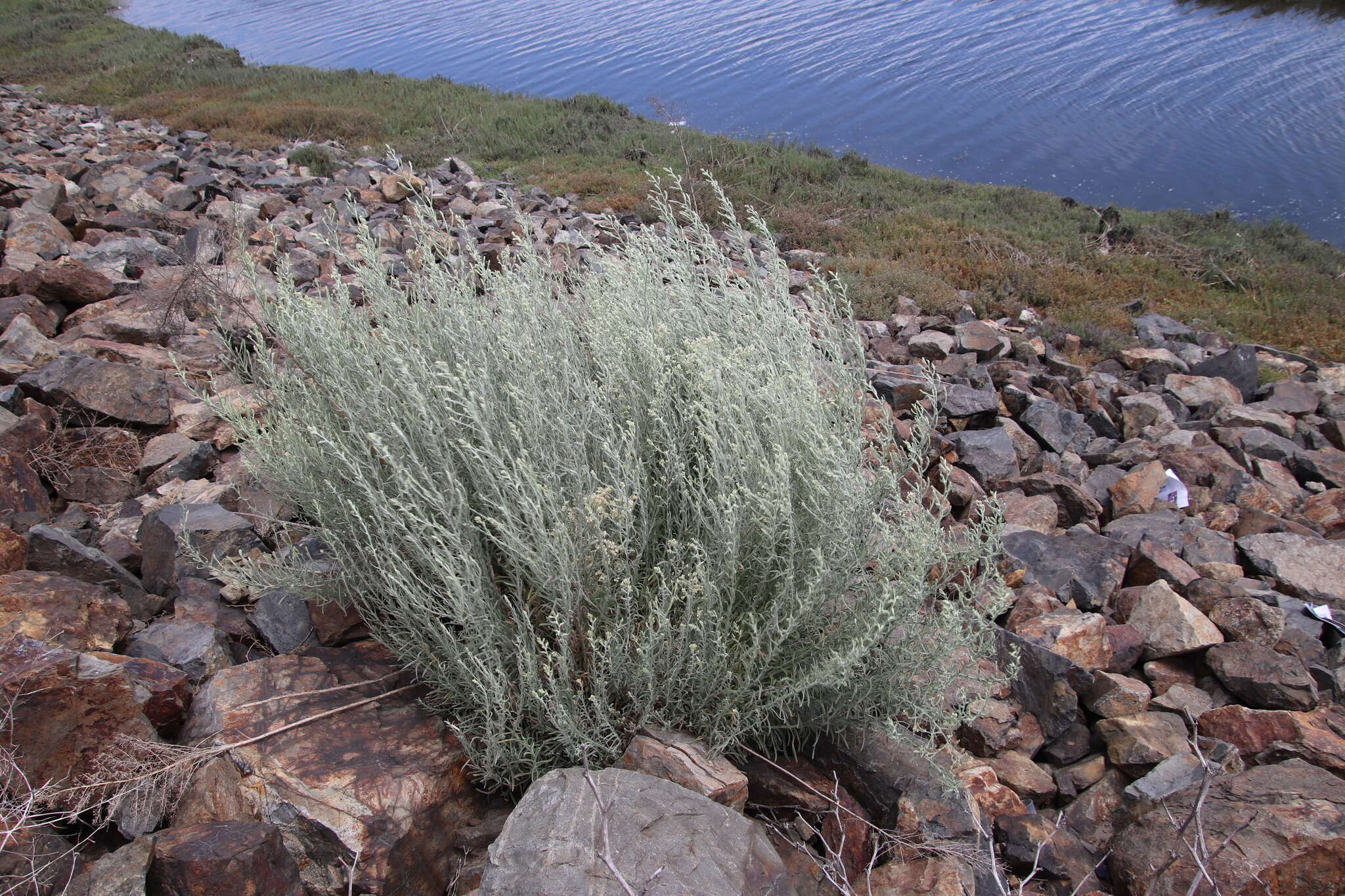 Image of Wright's cudweed