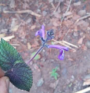 Image of Salvia hamulus Epling