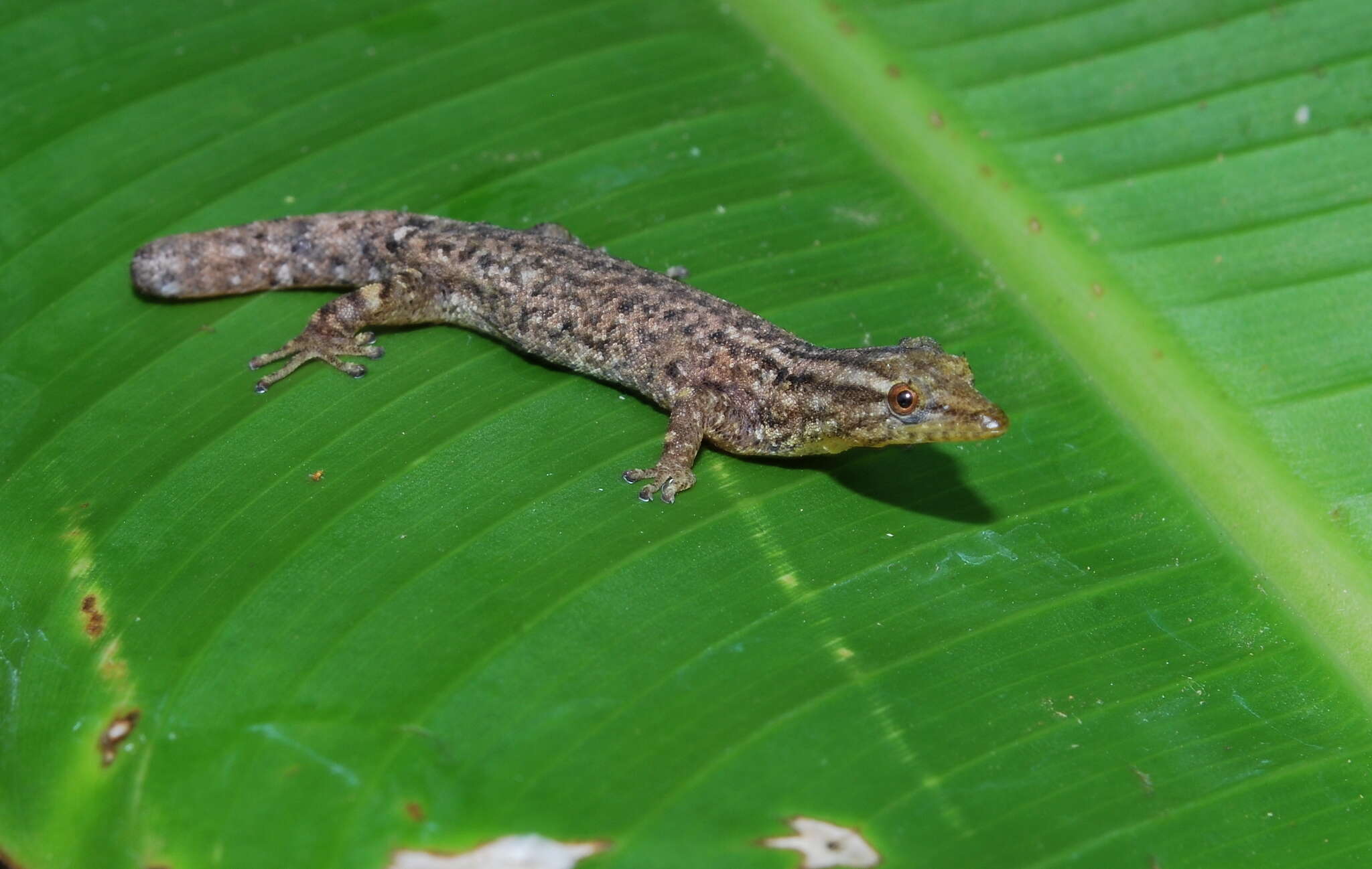 Image of Costa Rica Least GeckO