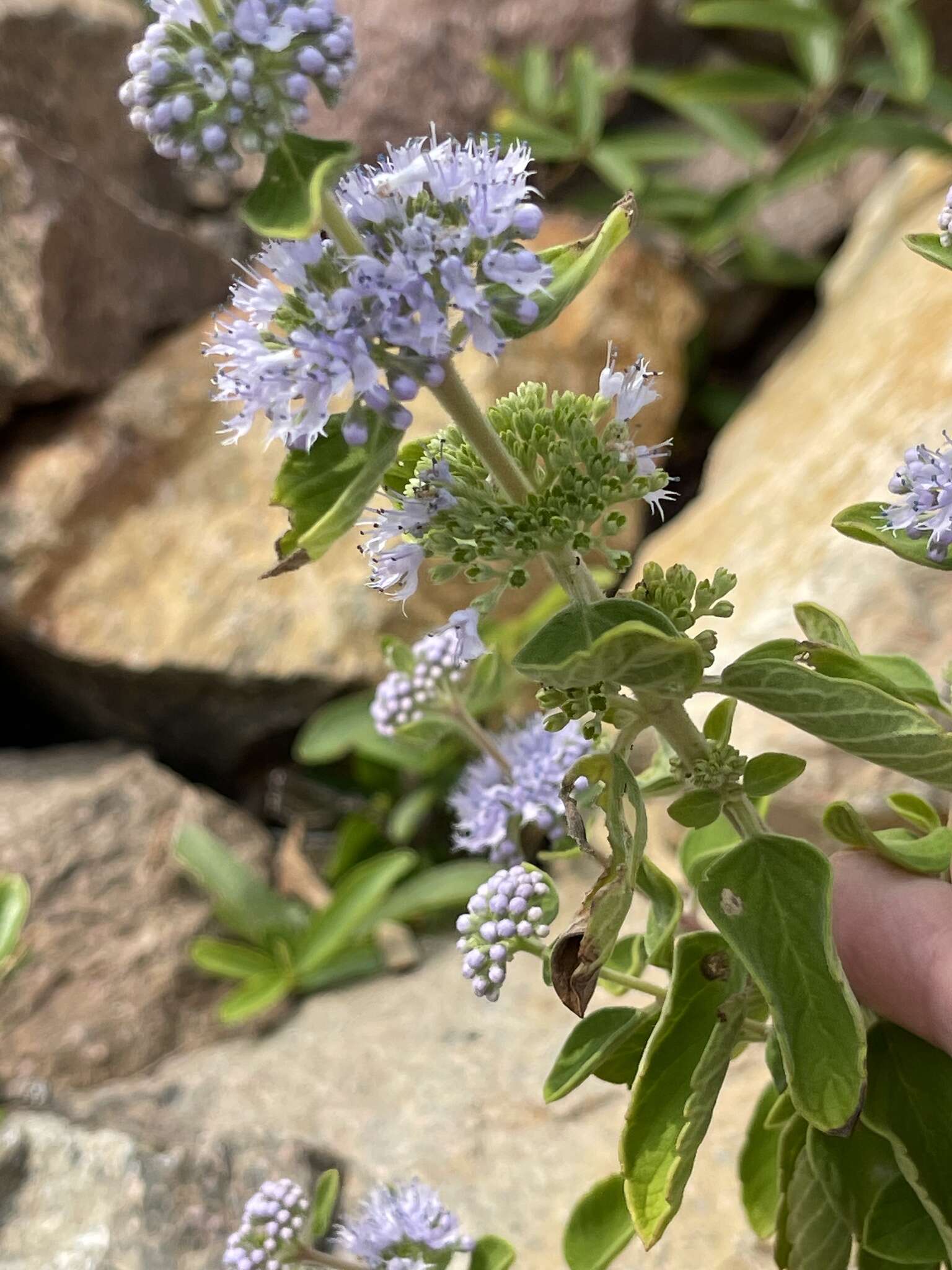 Image of Caryopteris incana (Thunb. ex Houtt.) Miq.