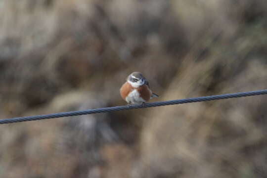 Image of Bolivian Warbling Finch