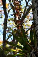 Image of Tillandsia excelsa Griseb.