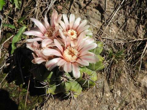 Image of Gymnocalycium mostii (Gürke) Britton & Rose