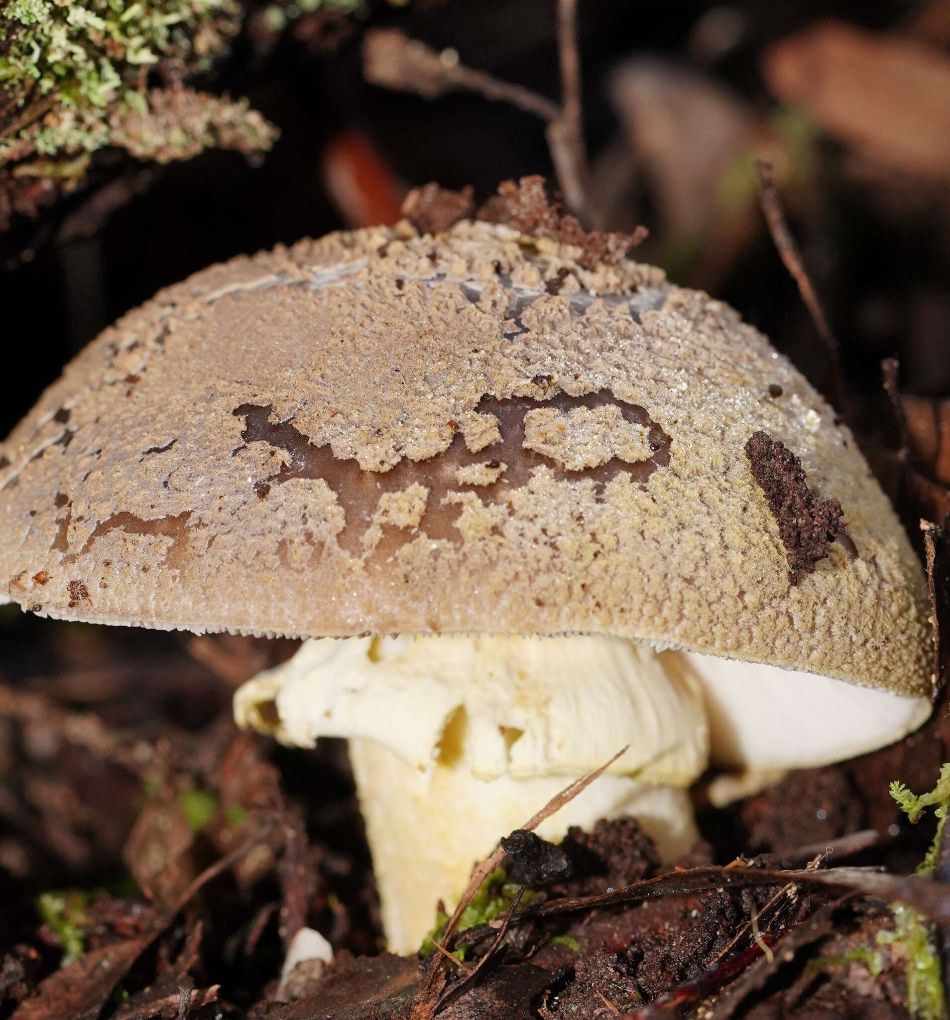 Image of Amanita grisella E.-J. Gilbert & Cleland 1941