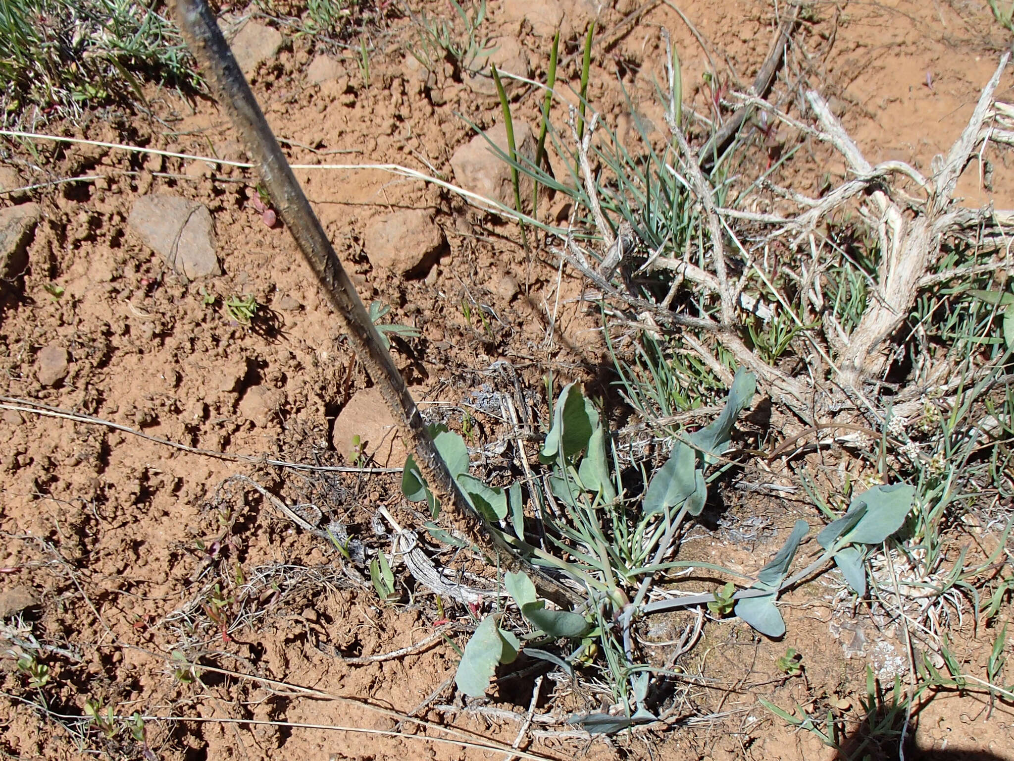 Image of barestem biscuitroot