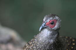 Image of Swinhoe's Pheasant