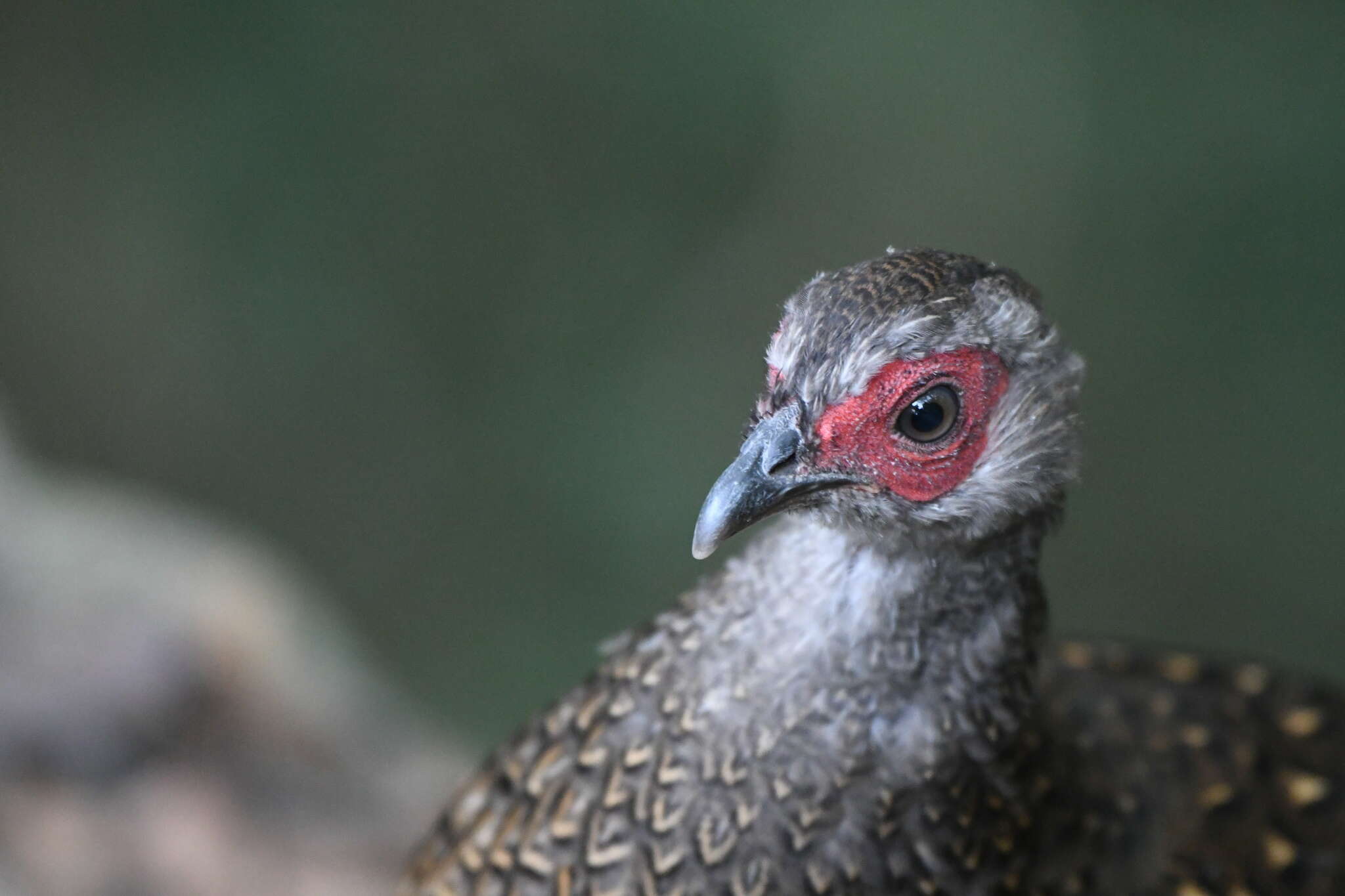 Image of Swinhoe's Pheasant