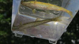 Image of Longnose Dace