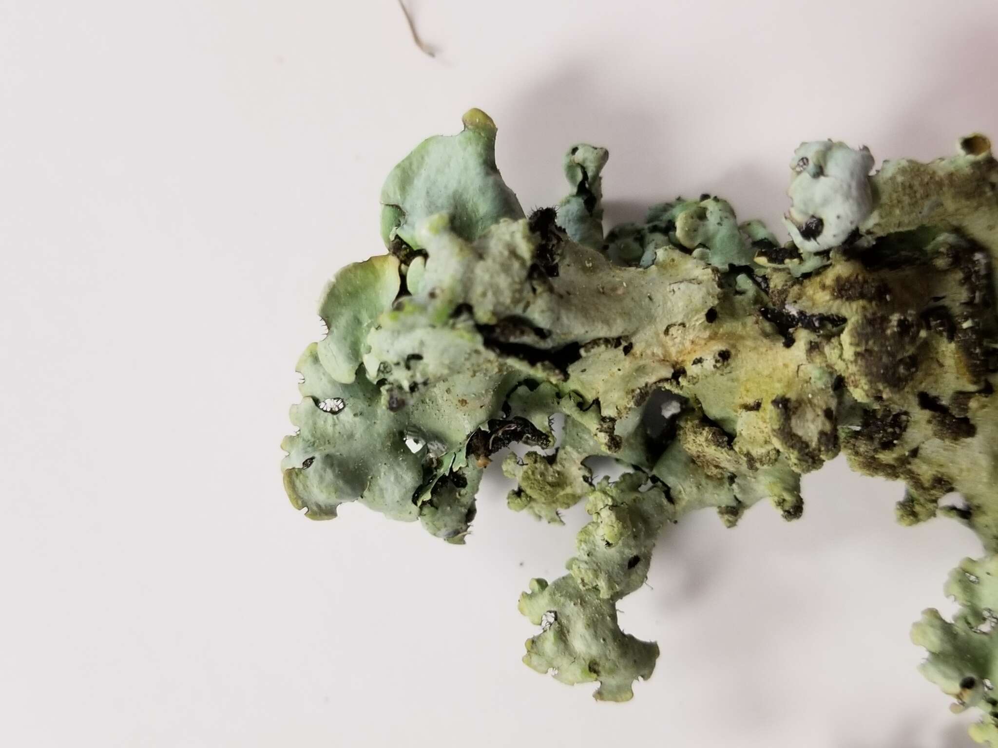 Image of Hypotrachyna lichen