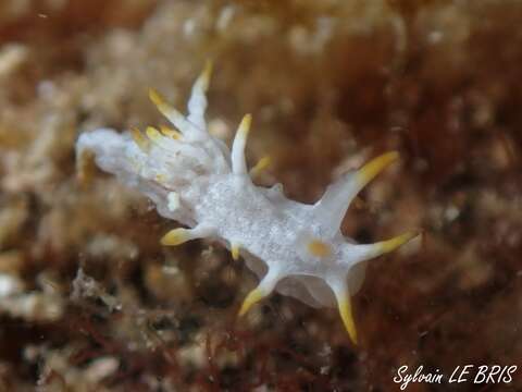 Image of Okenia picoensis Paz-Sedano, Ortigosa & Pola 2017