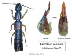 Image of Lathrobium (Lathrobium) geminum Kraatz 1857