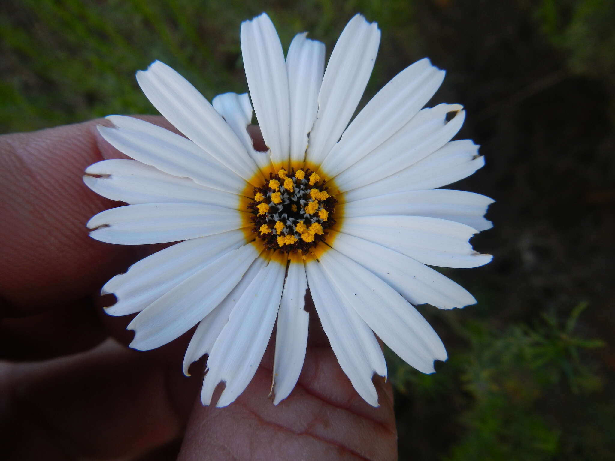 Ursinia pilifera (Berg.) Gaertn. resmi