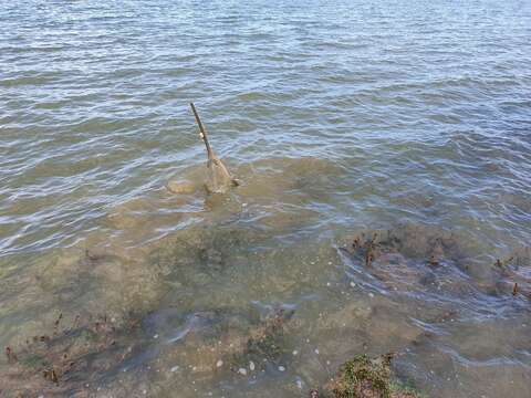 Image of Green Sawfish