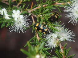 Image of Castiarina inconspicua (Saunders 1868)