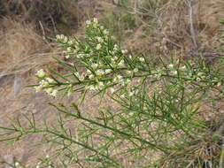 Imagem de Colletia spinosissima J. F. Gmel.