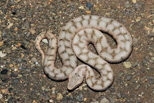 Image of Vipera aspis aspis (Linnaeus 1758)