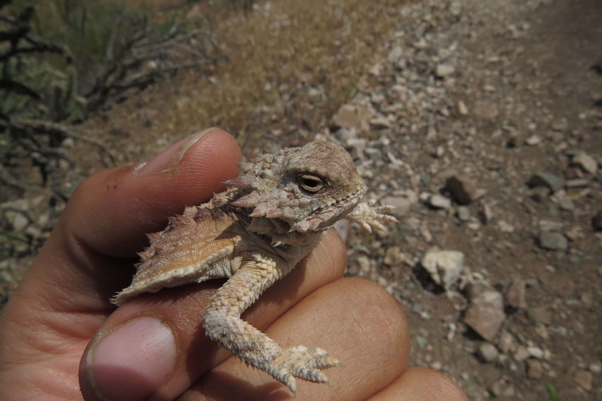 Sivun Phrynosoma solare Gray 1845 kuva