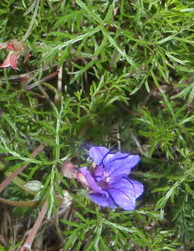 Image of Carpet geranium